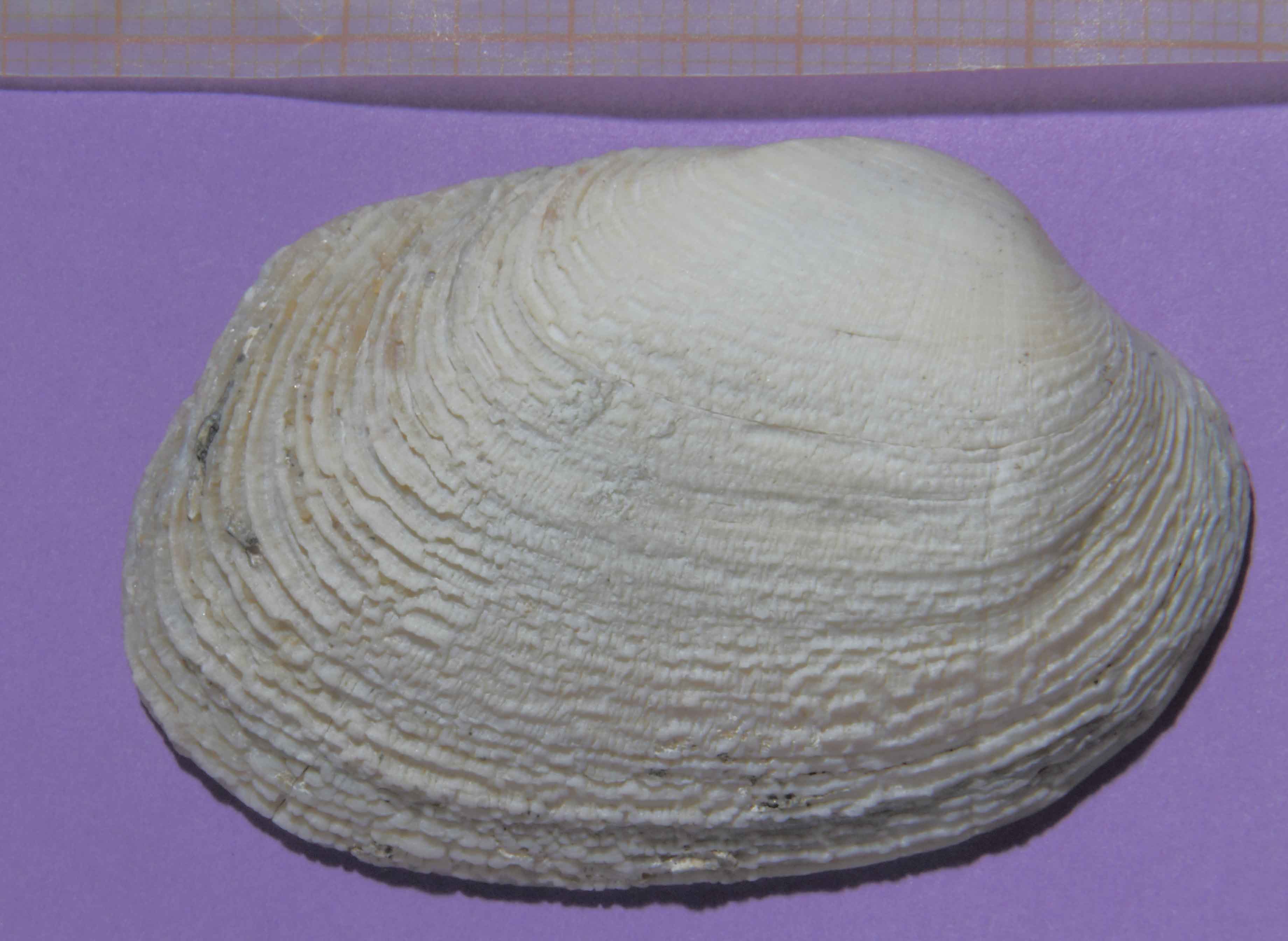 bivalve portoghese